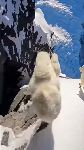 Fearless Mountain Goats on a Dangerous Snowy Ridge | Incredible Wildlife POV 🐐🏔️ #animals