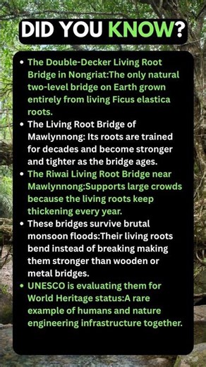5 facts about the Living Root Bridges of Meghalaya,India 🇮🇳