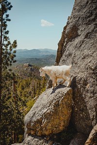 2.3K reactions · 126 shares | Ever catch a glimpse of these rugged...