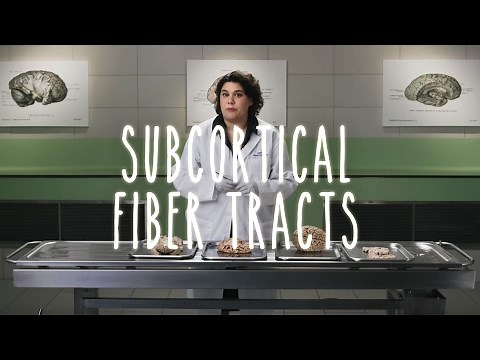 Neuroanatomy S1 E5: Subcortical Fiber Tracts #neuroanatomy #ubcmedicine