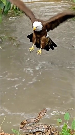 Australian Catfish Eating Mouse 😱 - Eagle VS Python 👀 #catfish #eagle #snake | Dans Riquelme