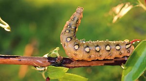Caterpillar Bedstraw Hawk Moth crawls on a branch during the rain. Caterpillar (Hyles gallii) the bedstraw hawk-moth or galium sphinx, is a moth of the family Sphingidae. | Premium Stock Video Footage