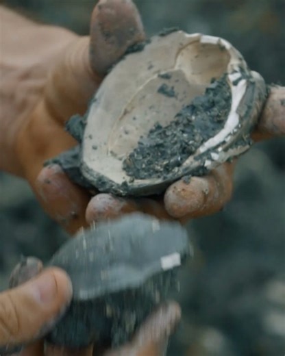 57K views · 1.4K reactions | These clam fossils give us a glimpse of what the Earth looked like 3 million years ago: | NOVA l PBS | Facebook