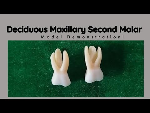 Deciduous Maxillary Second Molar Morphology | Tooth Morphology