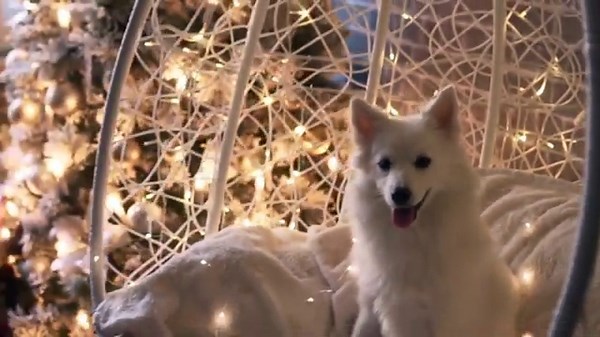 Everything You Need to Know About Samoyeds and Siberian Huskies!