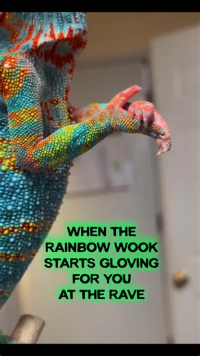 Starshine says hello.. #viral #rave #gloves #animals #dubstep