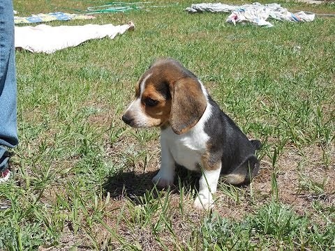 Buy a Pocket Beagle Puppy Tiny Beagles AKC Cute & For Sale