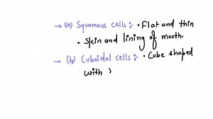 SOLVED:Name four types of epithelial cells of the gastric and pyloric glands and state what each one secretes.
