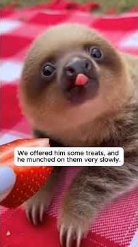 The Dog Brought A Baby Sloth To Their Picnic 😱 #shorts