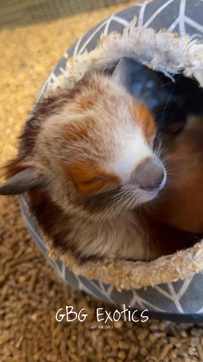 186K views · 6.5K reactions | Afternoon scratches for the Red and White Giant Flying Squirrel!️ | GBG Exotics - GliderBoy Gliders | Facebook
