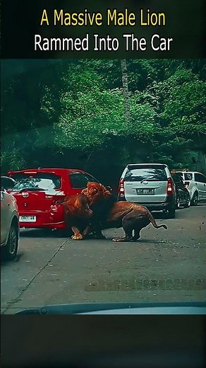 A Massive Male Lion Rammed Into The Car