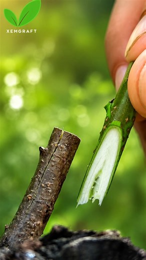 Grafting Techniques #grafting #pruning