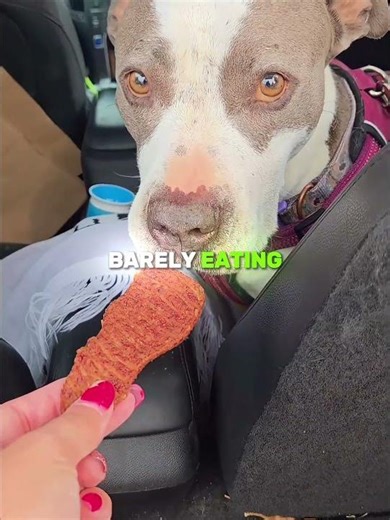 The Dog Who Got One Last Perfect Week 🐶💔🍦 (📷 infertilitysucks/TT) #shorts #dog #puppy #pets