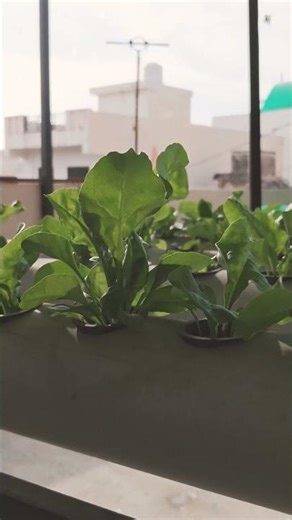“Hydroponics magic 🌱 | Soil ke bina growth!”#hydroponics #urbanfarming #soillessfarming #gardening