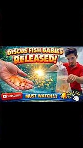 Finally❗️Releasing My Discus Fish Babies!🐠✨🪸 #discusfish #fish #viral #aquarium
