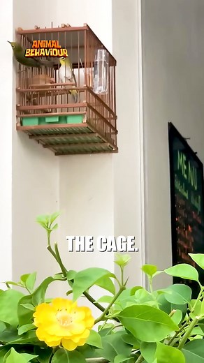 Bird Helped His Brother Escape the Cage #Birds #AnimalRescue #FunnyAnimals #Wildlife #AnimalLovers #PetVideos #NatureMoments #CuteAnimals #AnimalFriends #BirdLife | Animals Behavior