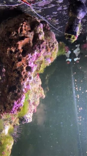 Biocube feed w/ new Randalli’s Japan assessor basslets, red linkia, and green acro.