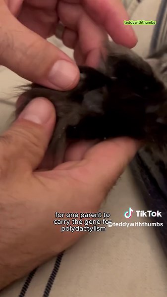 Exploring Polydactyl Cats: Myths and Facts