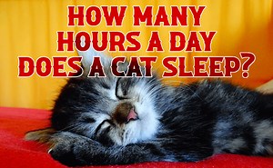 How Many Hours a Day Does An Indoor Cat Sleep? - CatWiki