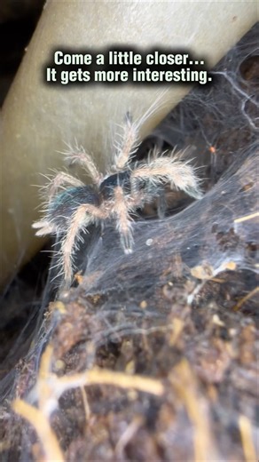 Down into the belly of the beast! Nest of baby spiders!