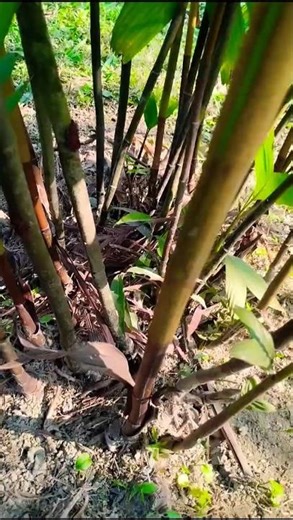 হিমালয়ান পিনাঙ্গা পাম, Himalayan Pinanga / Coulombe Palm (Pinanga gracilis)Family: Arecaceae