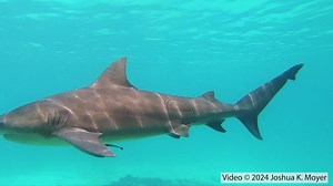 102 reactions · 19 shares | Shark jaws and teeth aren't the only...