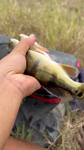 IKAN MAHAL INI JADI HAMA INVASIF DI PELAIRAN JAWABARAT WADUK JATI LUHUR | Dede Inoen