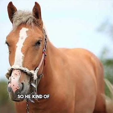 This gentle horse has the most unusual, adorable group of best friends!
