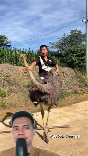 how to ride an ostrich #fyp