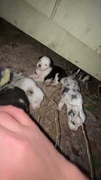 The Puppies are so tuff #puppies #animals