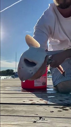 Catching dogfish sharks off the dock and how to make them fall asleep for a moment.