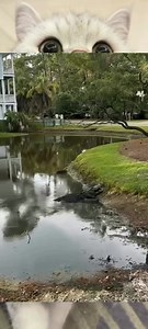 1.4K views · 11 reactions | Crocodile attack tortoise #viralvideos #20000mah #viral #Crocodile #tortoise #animals #viralpost2025 #trendingvideo | Martins Ashuma | Facebook