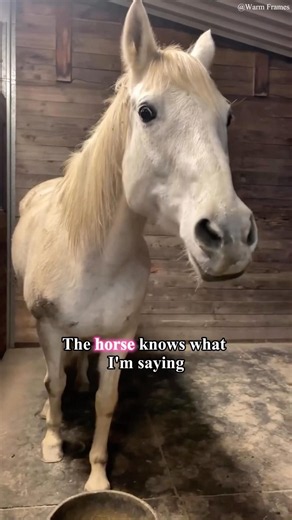 POV:your horse actually listens 😭🐴#horse #funnyhorse #farmanimals #fyp