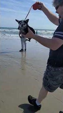 Yoda's first time on beach