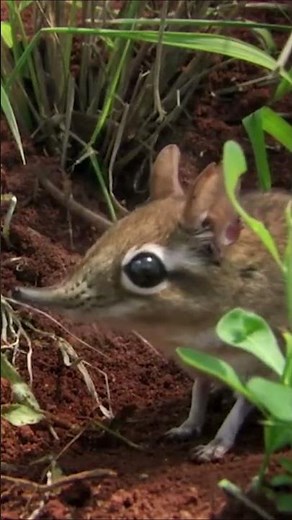 The Elephant shrew ( Sengi )