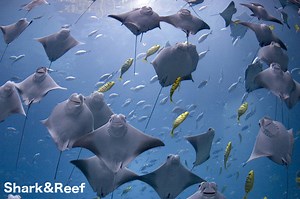 Bat Ray - Myliobatis Californica