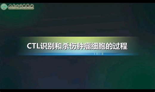 【生物动画】CTL识别和杀伤肿瘤细胞的过程（穿孔素颗粒酶途径和FasFasL TNFTNF受体途径）