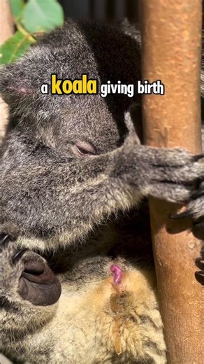 This is How Koala Giving Birth! #nature #animals #facts #koala