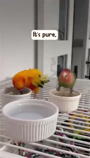 🖤 EARLY BLACK FRIDAY Treat from Bird Street Bistro to your feathered friends! Get 15% OFF with the code: "EARLYBIRD15" your birds' favorite Bird Street Bistro products with our early Black Friday sale. When you choose Bird Street Bistro, you're choosing premium ingredients like wholesome grains, fresh veggies, and delicious fruits, delivering the pure, natural nutrition your birds deserve just like in the wild. | Bird Street Bistro