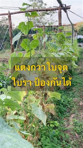 เทคนิคการจัดการใบแก่ด้านล่างคือหัวใจของการปลูกแตงกวาให้ได้ผลผลิตดี ✅ ลดความชื้นสะสม ป้องกันโรครา ✅ สารอาหารเข้าถึงผลได้เต็มที่ ✅ ต้นโปร่ง ดูแลง่าย เก็บเกี่ยวสบาย ใครยังไม่เคยตัด ลองทำตามดูครับ#ชายป่ากับไรสวน #ปลูกผักสร้างรายได้ #ปลูกแตงกวา #ผักปลอดสาร