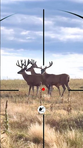 Gazelles hunting | Caccia a Gazzelle | Gazellen jagen