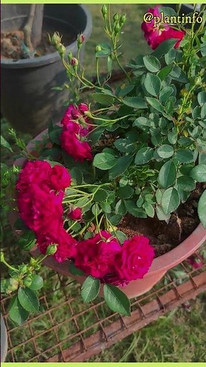 classification of rose species