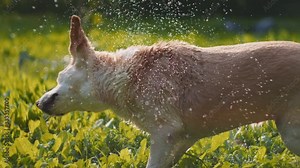 Adorable white Beagle-Labrador mix dog shakes off water, after being washed, at sunset. CLOSE UP, SLOW MOTION, SHALLOW DOF, BMPCC 4K