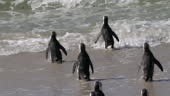 African penguins, or, jackass penguin, or Spheniscus demersus, or...