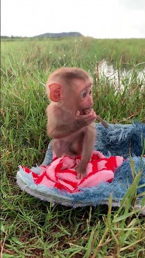 #monkey #babymonkey #cute #adoreble #adorably #funny #adorable #monkeybaby #pets