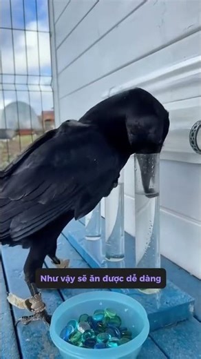 Clever crows: when eating crackers, they even know how to arrange them so they can take them all ...