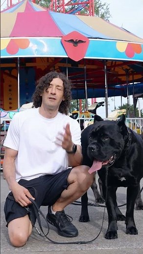 How To Introduce a Prong Collar to Your Dog #canecorso #dog #dogtraining #shorts