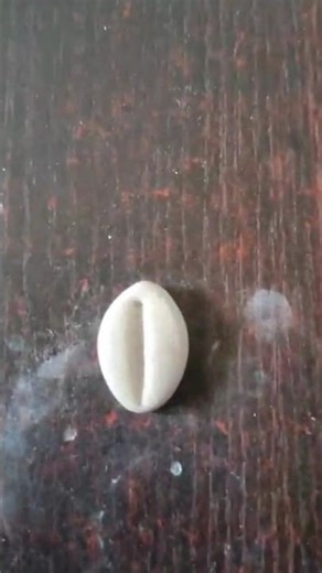 let's make Cowrie/kaudi shells using mouldit clay.#diy #homedecor#art#viral#craft#wastematerialcraft
