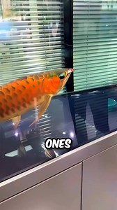 1.5M views · 1.7K reactions | Feeding the Bigger Fish  #viral #reel #fypシ゚ #tips #trendingreel #foryouシ #viralreel #grow #intrestingfacts #short #shortsreels #facts #trendingvideo #trend #reelschallenge | Animal World | Facebook