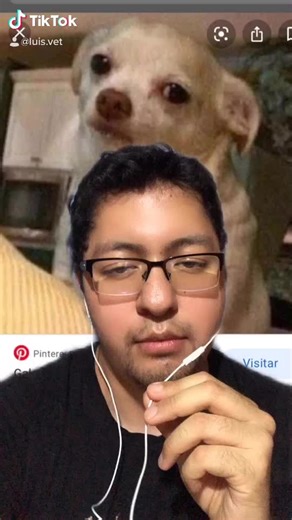 No me odien dueños de shihuahuas ¿que otra raza quieren? #mascotastiktok #veterinario #veterinaria #shihuahua #chihuahueño